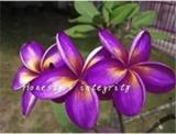 100PCS Plumeria Hawaiian Seeds - Purple Flowers
