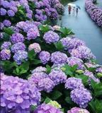20PCS Hydrangea Seeds - Bright Purple Flowers