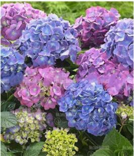 20PCS Champagne Hydrangea Seeds - Light Purple and Light Blue Flowers