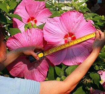 100PCS Giant Hibiscus Flower Seeds - Rose Pink Flowers