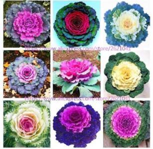 100PCS Kale Flowering Ornamental Cabbage Flower Seeds - Mixed Flowers