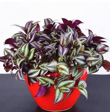 100PCS Zebrina Seed - Purple Light Gray Stripes Leaves