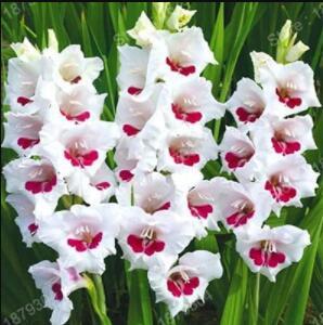 300PCS Gladiola Flower Seeds - White Compact Flowers with Rose Red Centre