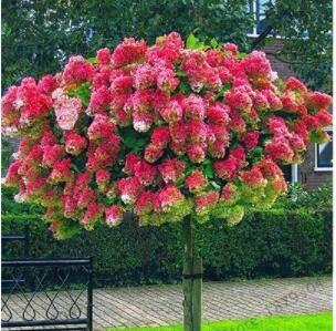 20PCS 'Vanilla Strawberry' Hydrangea Flower Seeds - Red Rose Red White Colorful Flowers