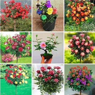 100PCS Rose Tree Seeds - Mixed 9 Types Flowers