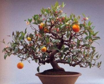 30PCS Dwarf Standing Calamondin Citrus Orange Tree Seeds