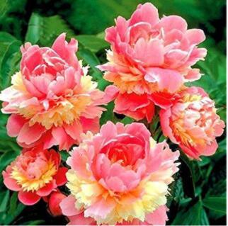 10PCS Sorbet Robust Colorful Double Blooms Peony Tree Seeds - Meaty Pink Yellow Flowers