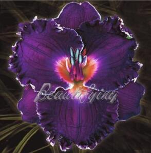 150PCS Hybrid Daylily Flower Seeds - Dark Purple Double Flowers
