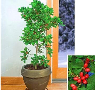30PCS Synsepalum Dulcificum Fruit Seeds - Red Fruits