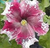 200PCS Hibiscus ROSA-SINENSIS Flower Seeds - Dark Flowers with White Damask Edge