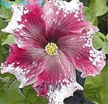 200PCS Hibiscus ROSA-SINENSIS Flower Seeds - Dark Flowers with White Damask Edge