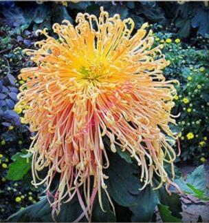 200PCS Chrysanthemum ,Chrysanthemum Perennial Flowers Seeds - Spider Orange Yellowish Flowers