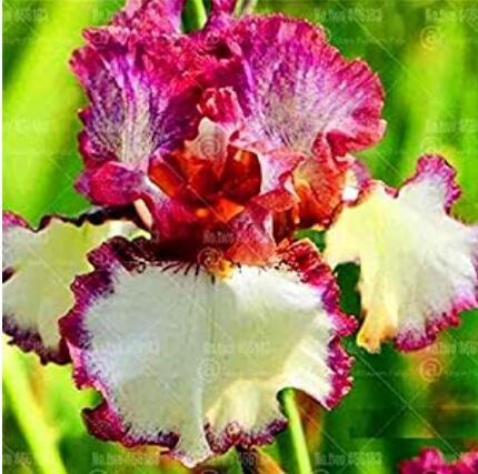 20PCS Iris tectorum Seeds - Red Rose Red White Colorful Flowers