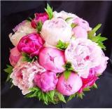 10PCS Chinese Peony Seeds - Mixed Rose Red Light Pink Whitish Pink Ball Flowers