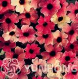 10PCS Thunbergia Alata Seeds Black-Eyed Susan Vine - Rose Red Light Yellow Colors