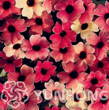 10PCS Thunbergia Alata Seeds Black-Eyed Susan Vine - Rose Red Light Yellow Colors