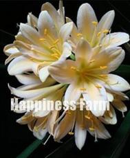 100PCS Clivia Seeds - Milky Yellowish White Colors