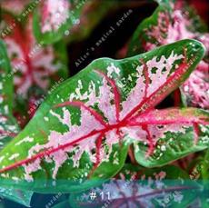 100PCS Caladium Bicolor Seed - Green Pink Bicolor Leaves