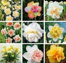 20PCS Narcissus Flower Seeds - Mixed 9 Colors Flowers
