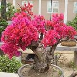 50PCS Bougainvillea Seeds - Red Flowers