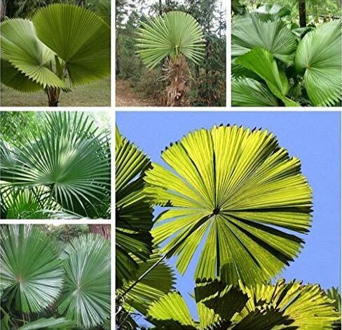 10PCS Licuala grandis Palm Tropical Evergreen Fan-Shaped Seeds
