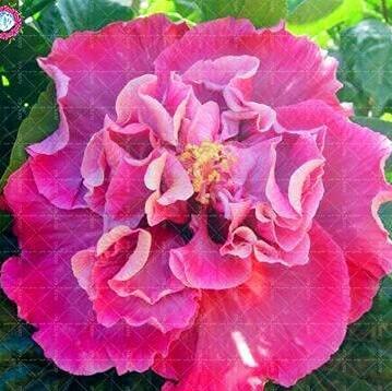 100PCS Double Flap Hibiscus Flower Seeds - Pink Flowers