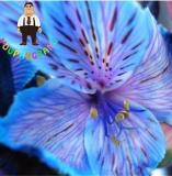 100PCS Peruvian Lily Alstroemeria Seeds - Purple Blue Tiger Stripes Flowers