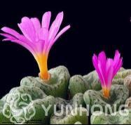 100PCS Conophytum vanzylii Livingstones Seeds