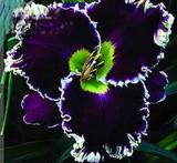 120PCS  Hybrid Daylily Flowers Seeds - Blackish Purple Double Flowers with White Edge