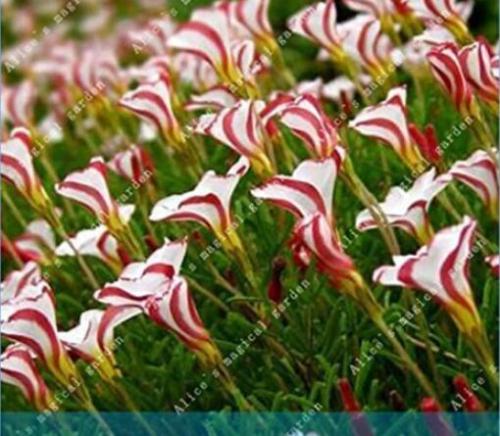 2PCS True Oxalis Flower Bulbs Rare Oxalis Versicolor Candy Cane Sorrel Flower Rotary Grass Pot Home Garden Plant