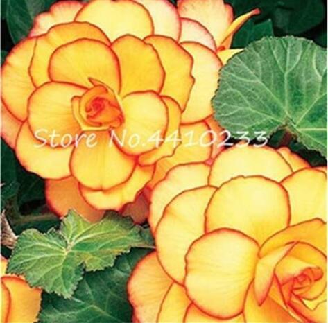 100PCS Begonia Flower Seeds - Golden Double Flowers with Red Edge
