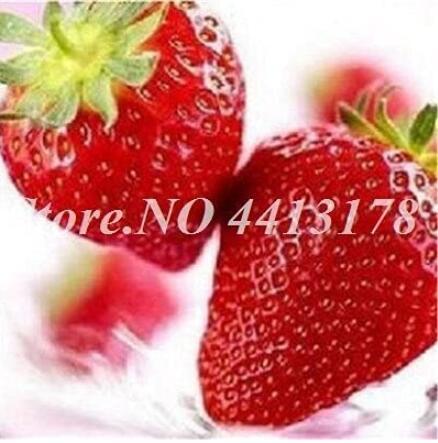 300PCS Red Strawberry Seeds Giant Juicy Potted Fruit