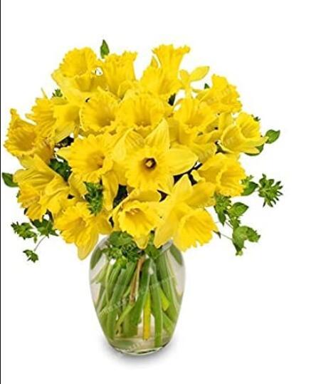 100PCS Narcissus Flower Seeds - Bright Yellow Flowers