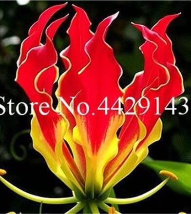50PCS Garland Flame Lilium brownii Flower Balcony Seeds