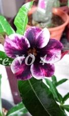 2PCS Adedium Seeds Desert Rose Blackish Purple Single Petal with White Color