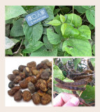 50PCS Pueraria lobata Seeds Kudzu Gegen Plant