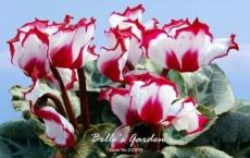 50PCS Cyclamen Flower Seeds White Red Damask Flowers with Red Edge