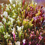 10PCS Mixed Sarracenia purpurea Seeds Picher Plant Garden Interesting Plants
