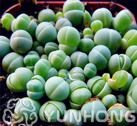 100PCS Ball Conophytum vanzylii Cactus Seeds