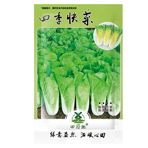 800pcs CHINESE CABBAGE (Buk Choy-White Stem) Seeds (BNISP) - Quick Growing