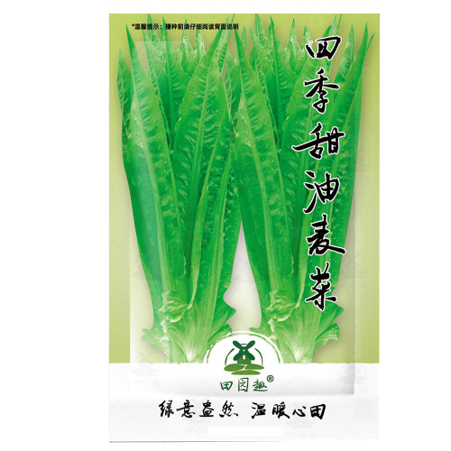 2500pcs Chinese leaf lettuce Sword pointed lettuce A Choy You Mai Tsai
