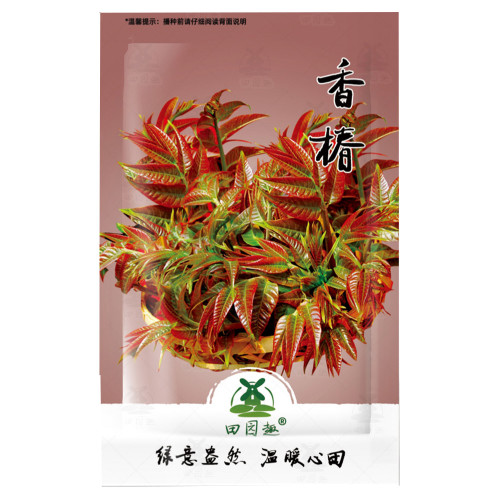 100pcs toona sinensis, Chinese mahogany, Cedrela sinensis tree seeds