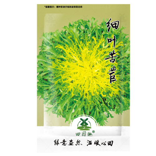 1000pcs Cichorium Endivia,(苦苣)Seeds Organic Green Curled Home Garden Vegetable salads