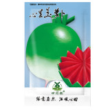400pcs Watermelon Radish Seeds, NON-GMO, Chinese Heirloom