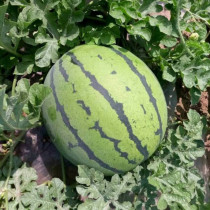 25pcs Watermelon Seeds | Organic Fruit Watermelon