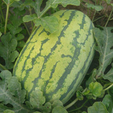25pcs Watermelon Seeds | Organic Fruit WatermelonWatermelon Seeds | Giant Sweet Green Striped Red Fruit Seed Fresh