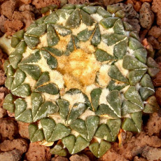 10pcs ARIOCARPUS kotschoubeyanus v.albiflorus Rare cactus seeds