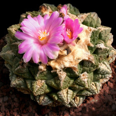 10pcs ariocarpus fissuratus seeds Peonies with tortoise shell seeds of rare cacti