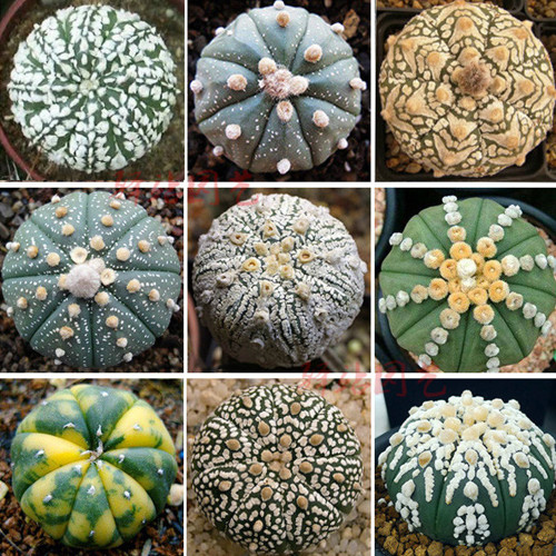 10pcs Astrophytum asterias Prickly Pearceae, Planets, Mixed Seeds