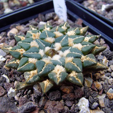 10pcs ARIOCARPUS kotschoubeyanus Rare cactus seeds